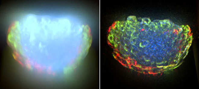 3D volume data before and after deconvolution image